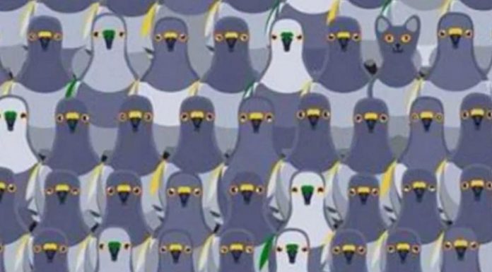 Será um desafio para você: consegue ver o gato escondido entre os pombos na imagem viral?