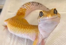 Por que nunca devemos perseguir lagartixas.