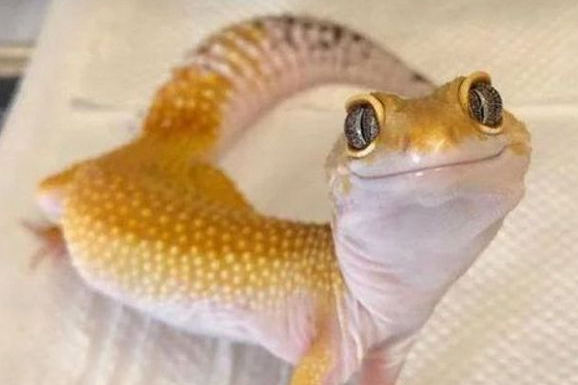 Por que nunca devemos perseguir lagartixas.