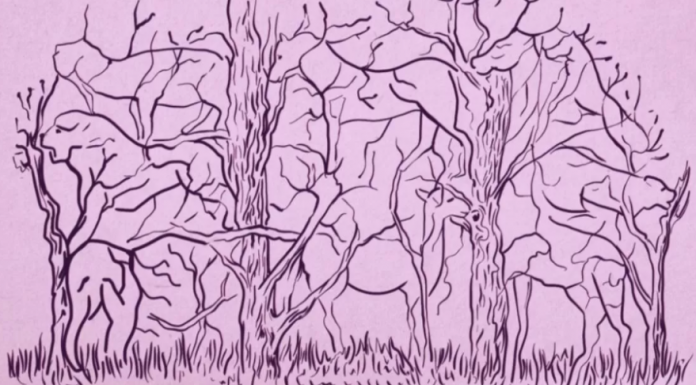 Teste de 8 animais: o que você vê primeiro diz tudo sobre você e como você é.