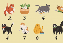 Teste divertido: escolha um gato e aprenda seu tipo de personagem.