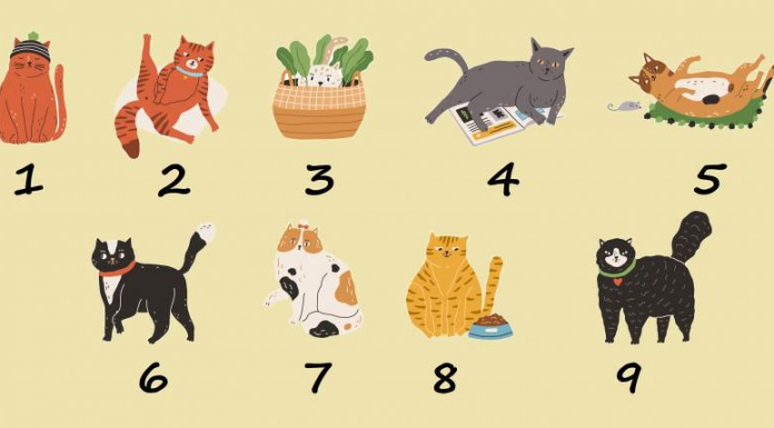 Teste divertido: escolha um gato e aprenda seu tipo de personagem.