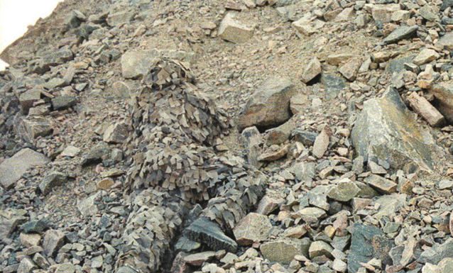 95% das pessoas não conseguem identificar esses soldados em camuflagem completa nas 10 imagens – Você consegue?