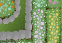 Desafio visual: você precisa encontrar uma espátula caída no jardim