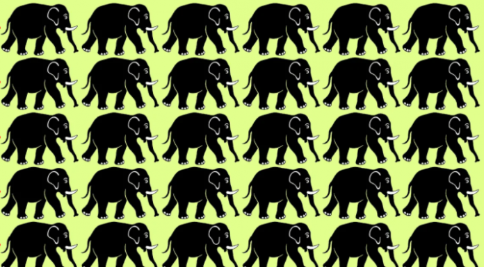 Teste de atenção: encontre o elefante diferente  🐘