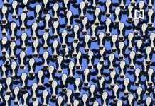 Desafio viral : você consegue encontrar os 3 cachorros escondidos entre as vacas?