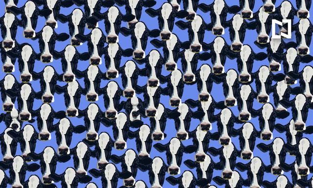 Desafio viral : você consegue encontrar os 3 cachorros escondidos entre as vacas?