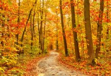 Teste psicológico da floresta: responda às perguntas e descubra seus segredos