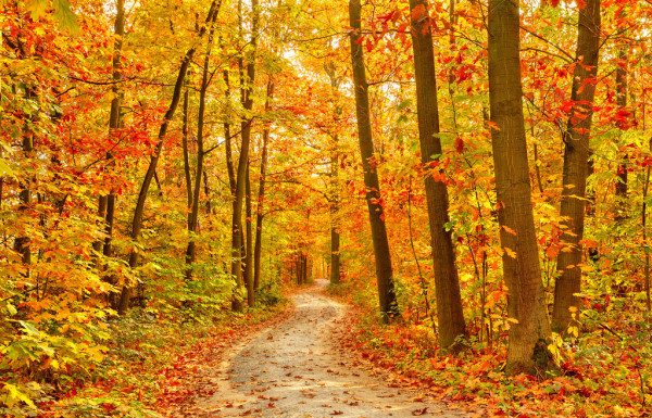 Teste psicológico da floresta: responda às perguntas e descubra seus segredos