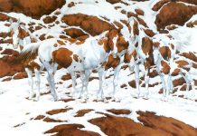 Se você for um grande observador, verá as 9 faces nestas imagens