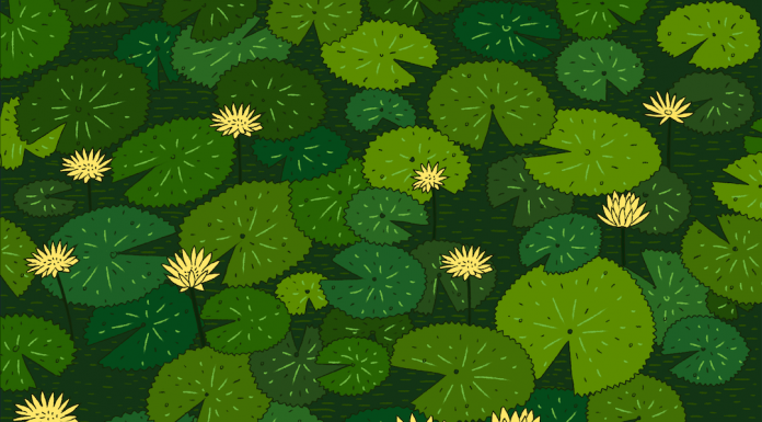 Desafio viral: encontre cinco animais camuflados na lagoa.