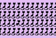 Muito poucos encontram o gato diferente nesta foto: Você consegue?