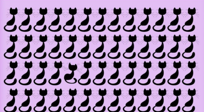 Muito poucos encontram o gato diferente nesta foto: Você consegue?