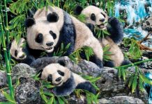 12 testes para encontrar os intrusos: Quantos animais estão na foto?