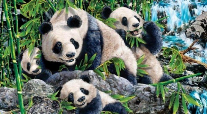 12 testes para encontrar os intrusos: Quantos animais estão na foto?