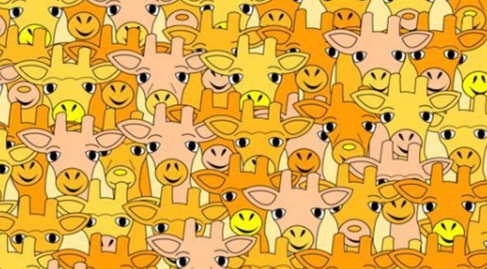 De outra galáxia: encontre Yoda escondido entre as girafas em menos de 20 segundos.