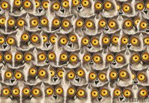 Há um gato escondido entre um bando de corujas, mas pode demorar um pouco para encontrá-lo.