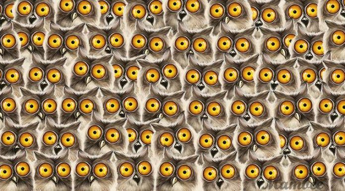 Há um gato escondido entre um bando de corujas, mas pode demorar um pouco para encontrá-lo.