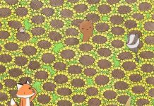 Desafio viral: Encontre a borboleta escondida entre os girassóis à primeira vista.