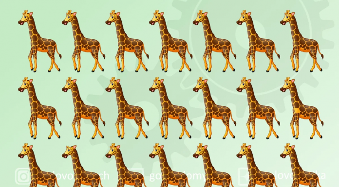 Apenas duas girafas são diferentes do resto. Você pode encontrá-las?