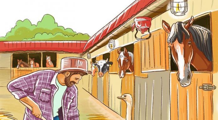 Bela fazenda de galinhas, mas há quatro falhas, então tente encontrá-las!