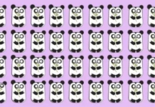 Encontre o intruso! Em 03 segundos de relógio, você consegue identificá-lo?