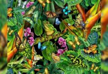 Teste psicológico: O primeiro animal que você vê nesta imagem revela uma de suas virtudes