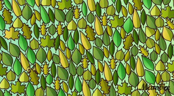 Há um gafanhoto sentado entre as folhas. Quão rápido você pode encontrar?