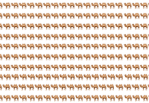 Desafio visual: você consegue encontrar o camelo diferente?