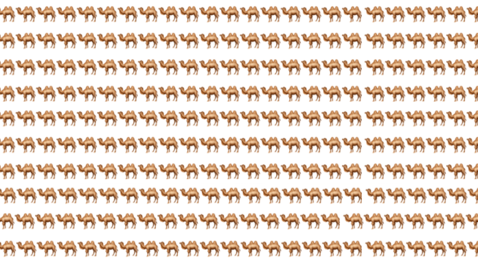 Desafio visual: você consegue encontrar o camelo diferente?