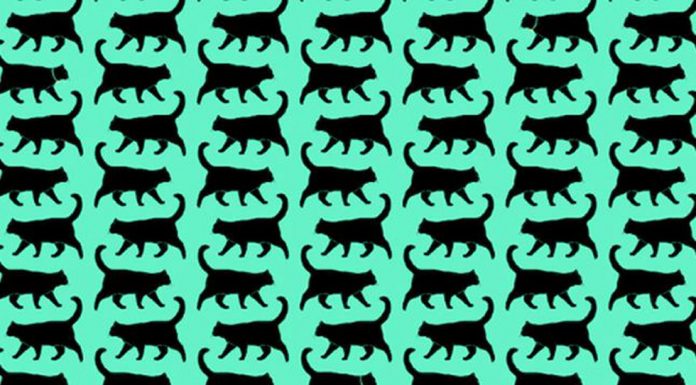 Trabalhe sua mente: encontre todos os gatos com coleira na imagem em menos de 10 segundos.