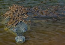 O papai crocodilo dá uma carona para mais de 100 de seus filhotes.