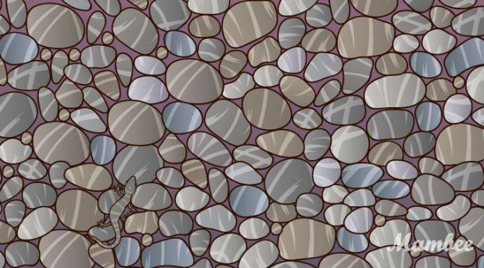 Teste seus olhos! Você consegue identificar um lagarto entre as rochas?