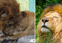 Alguns leões são libertados e tocam a grama pela primeira vez em suas vidas