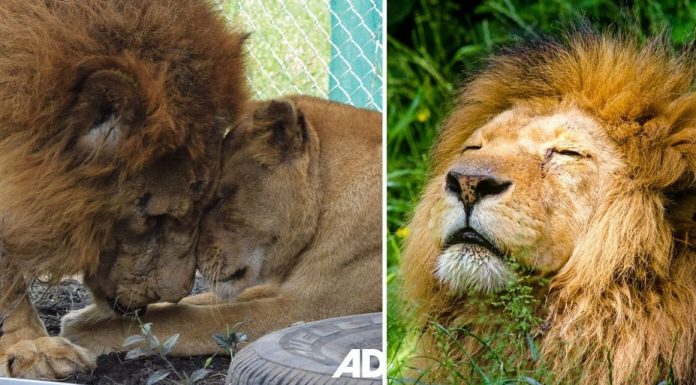 Alguns leões são libertados e tocam a grama pela primeira vez em suas vidas