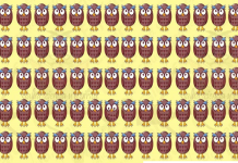 Você consegue identificar a coruja diferente em menos de cinco segundos?