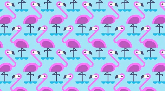 Desafio viral: você consegue encontrar flamingos com uma perna?
