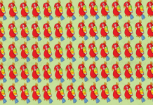 Você está confiante em sua visão? Encontre o pássaro diferente na foto rapidinho!