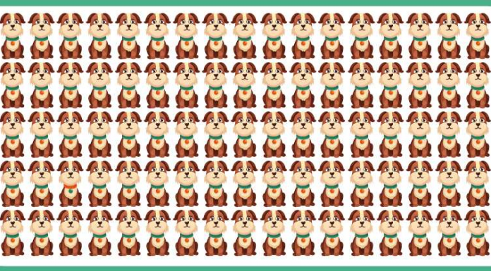 Encontre uma imagem ímpar! Você consegue identificar uma diferença em um desses cães?