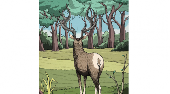 Você tem visão de uma águia? Você vê um puma caçando veado? 🐾🐾