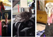 Peru que foi criado como “apoio emocional” faz sua primeira viagem de avião e encanta a todos!