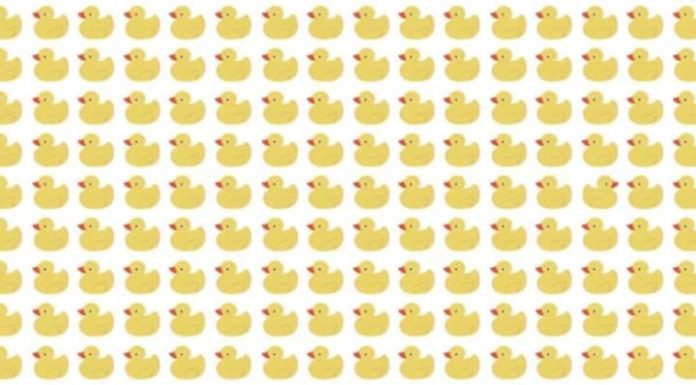 TESTE DE OLHO: Tente encontrar o pato “diferenciado” na foto!