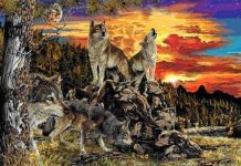 Quantos lobos você vê nesta foto? Este psicoteste revelará coisas novas sobre você