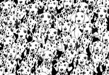 Jogo de objetos escondidos: Encontre os objetos nessas 6 fotos.