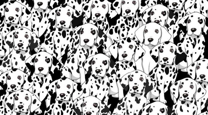 Jogo de objetos escondidos: Encontre os objetos nessas 6 fotos.