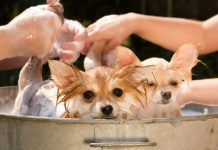 Os ancestrais nos dirão! Remédios populares para pulgas: óleos essenciais, lavanda e outros