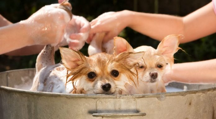 Os ancestrais nos dirão! Remédios populares para pulgas: óleos essenciais, lavanda e outros