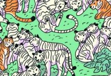 Desafio viral (modo difícil) | Você consegue encontrar a zebra escondida na imagem?