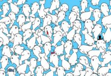 Desafio viral, encontre o marshmallow que escapou das focas famintas (por um fio de cabelo)