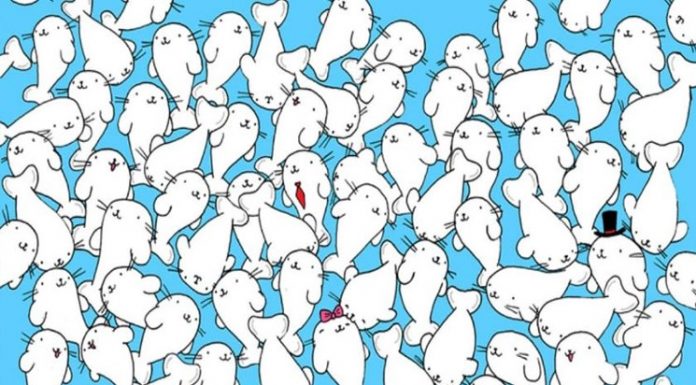 Desafio viral, encontre o marshmallow que escapou das focas famintas (por um fio de cabelo)